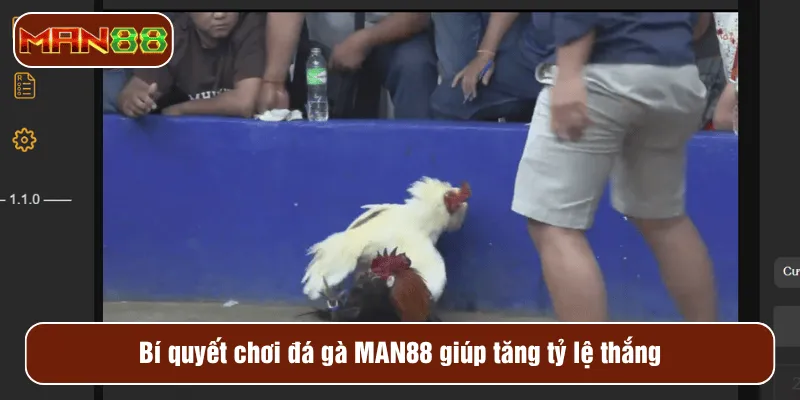 Bí quyết chơi đá gà MAN88 giúp tăng tỷ lệ thắng