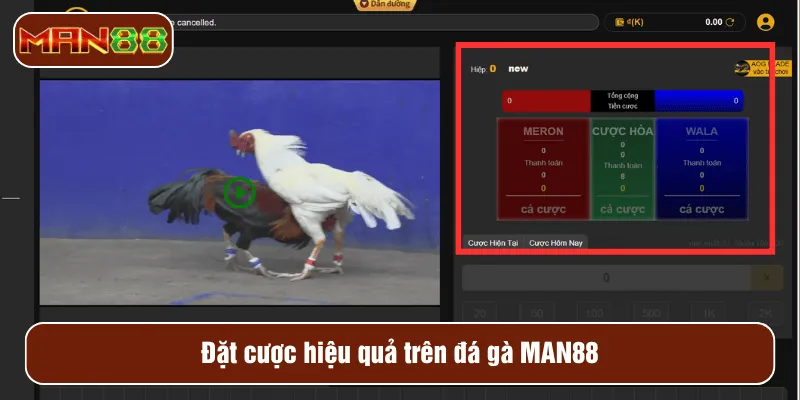 Đặt cược hiệu quả trên đá gà MAN88